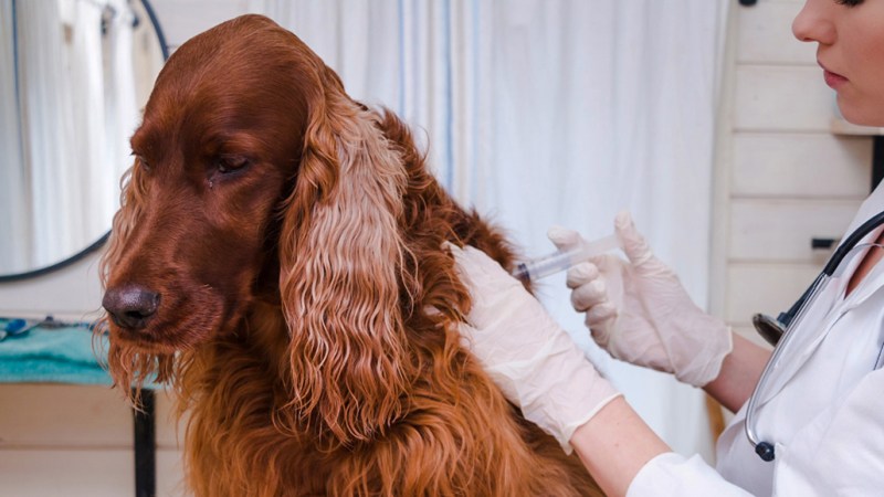 Stock photo of a large brown dog receiving a vaccination from a veterinarian wearing a white coat. In the background are white curtains.